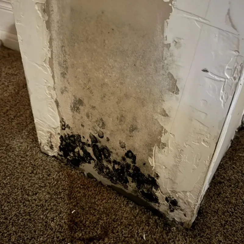 Professional Mold Removal in New Haven, WV